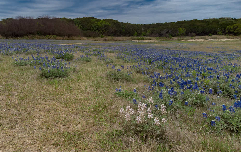 White bluebonnets in a field in Texas.