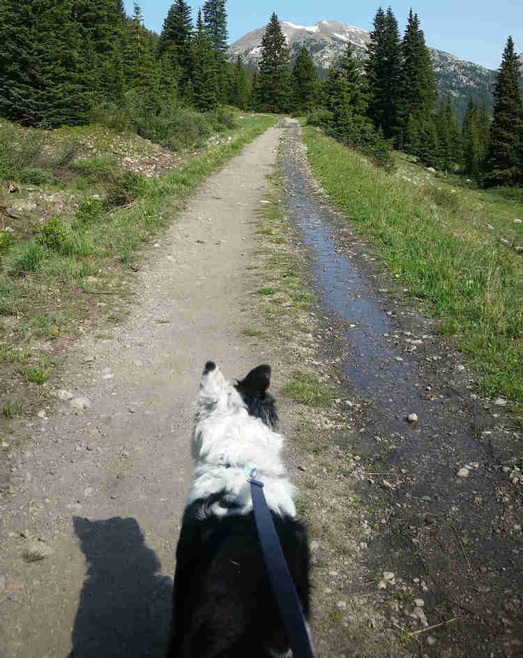 Hiking with a dog.  Dog safety while traveling.