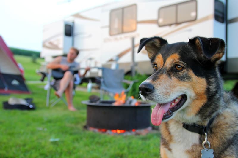 A dog in a camping site suitable for pets in front of a man playing the guitar