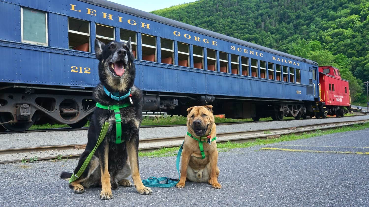 The best pet attraction in Pennsylvania: the scenic Lehigh Gorge Railroad | GoPetFriendly.com