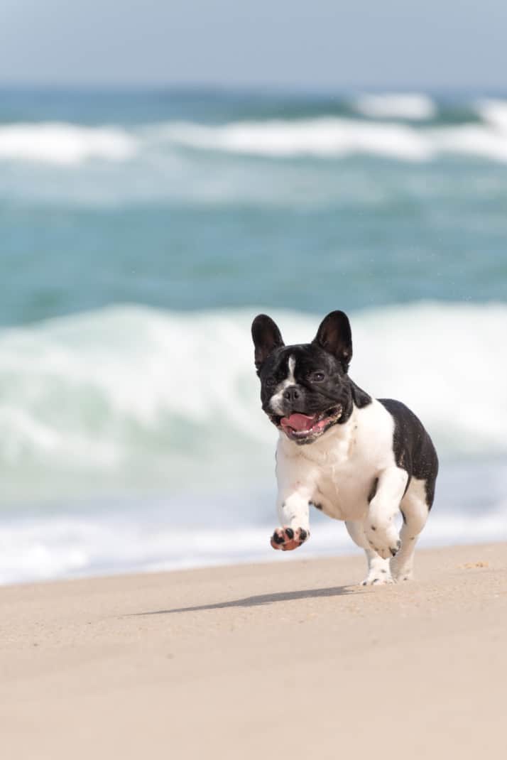 French bulldog runs on the beach