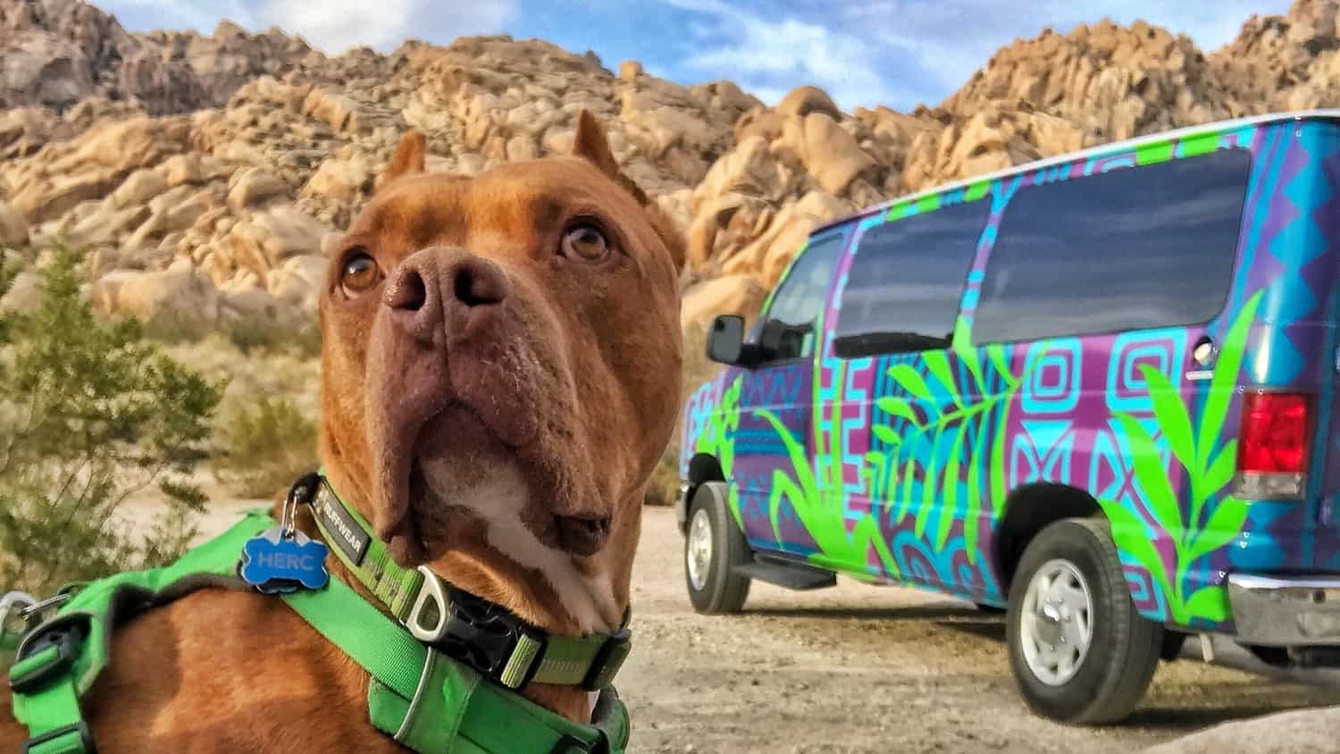 Rent an Adventure Van with pets