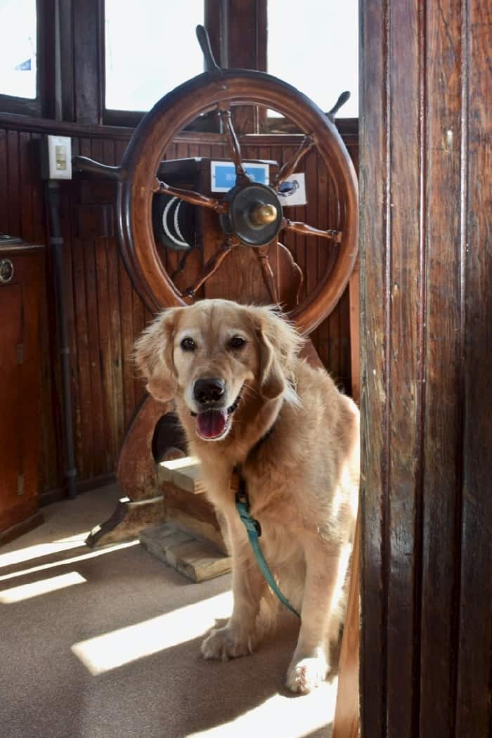 Maritime museums like the one in St. Michael's are often suitable for pets (golden retriever on the wheel of a wooden boat).