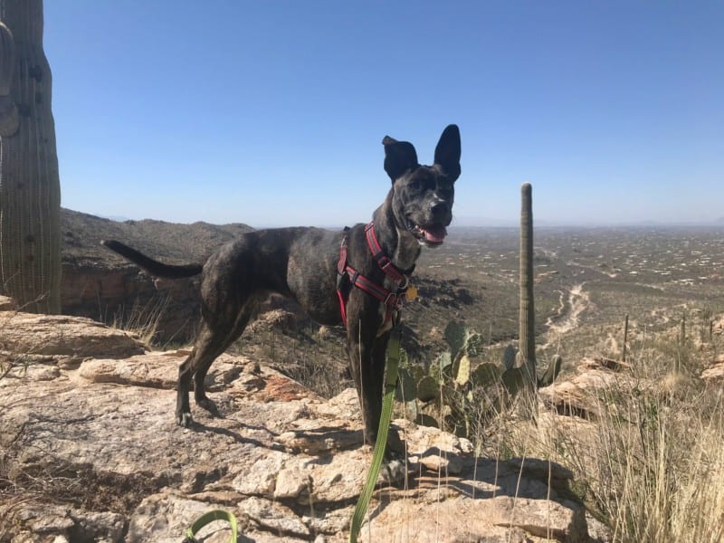 Tiger dog poses on pet trail Agua Caliente near Tucson, Arizona