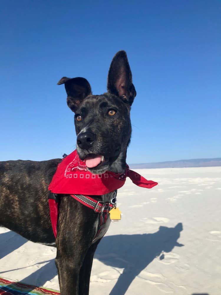 Happy tiger dog in a red bandana in White Sands National Park, NM