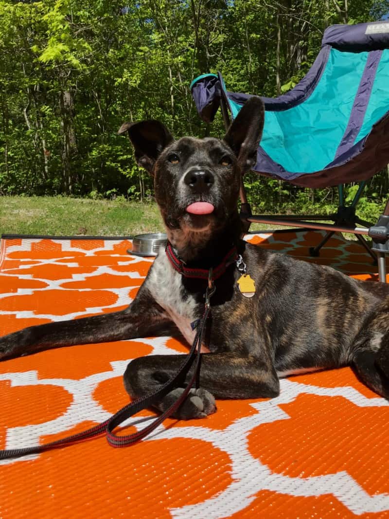 Tiger dog with protruding tongue lying on an orange mat in a pet campsite