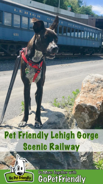 Tiger dog in front of a car on the scenic Lehigh Gorge Railroad in Jim Thorpe, Pennsylvania