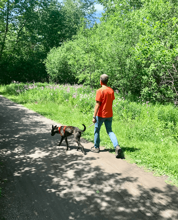 A dog walking on a pet trail in Jim Thorpe, Pennsylvania