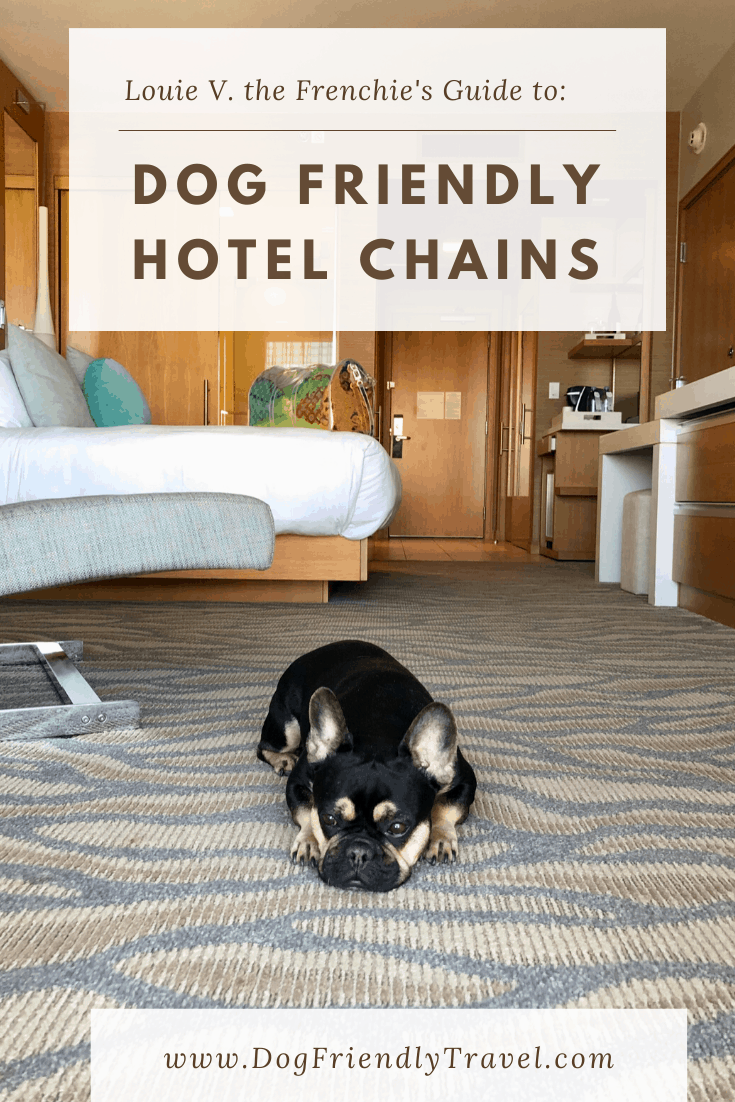 dog in the hotel
