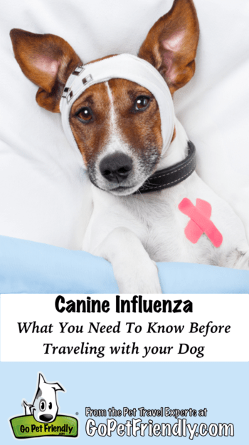 Dog flu: What you need to know before traveling with your dog GoPetFriendly.com