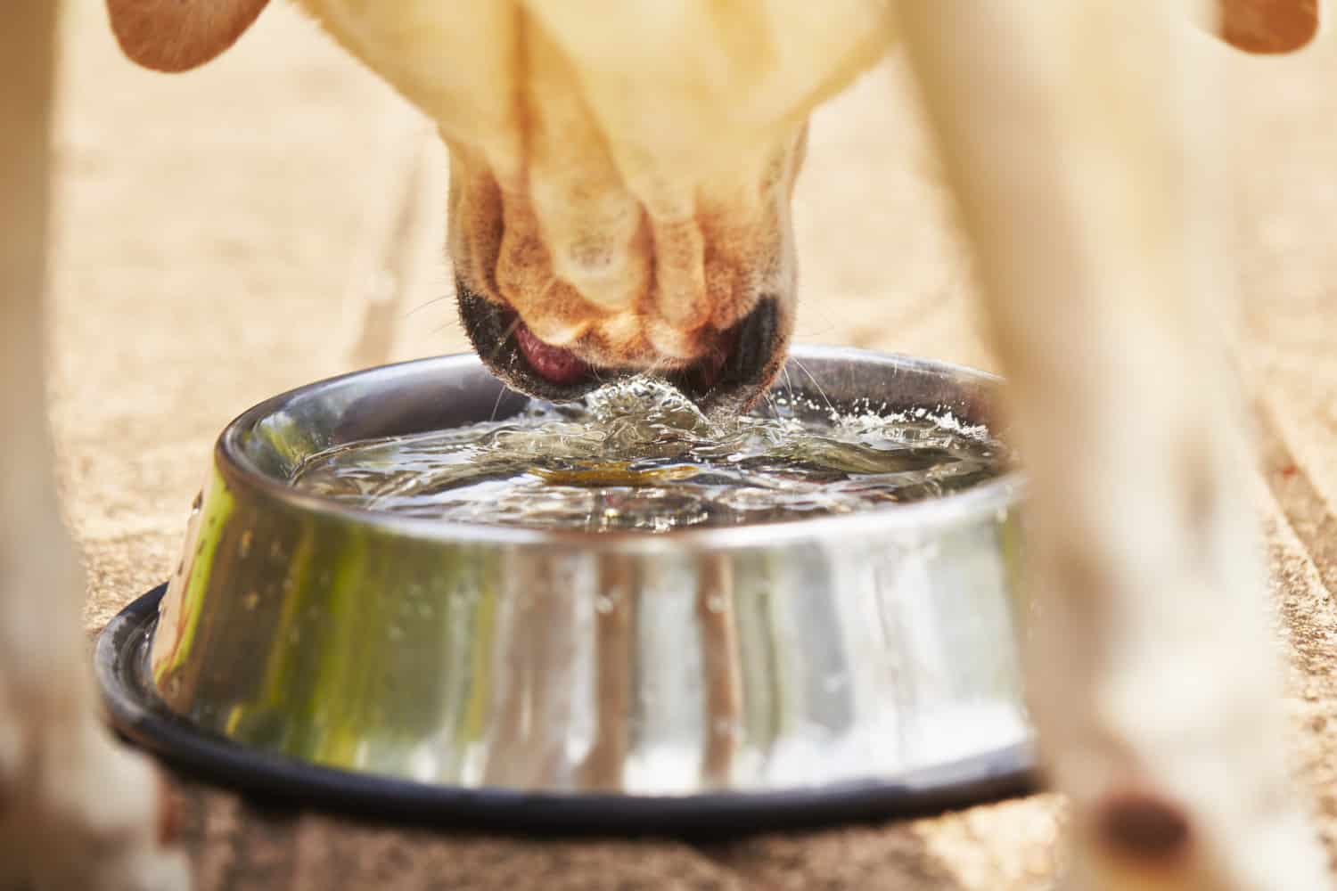 A dog drinks from a water bowl