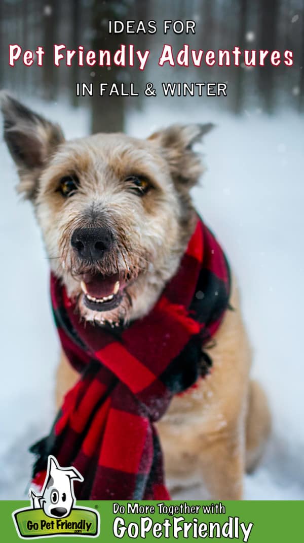 A smiling dog in a red scarf plays in the snow