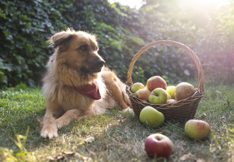 Cute dog in a red bandana on an adventure, suitable for pets, next to an orchard lying next to a basket of apples
