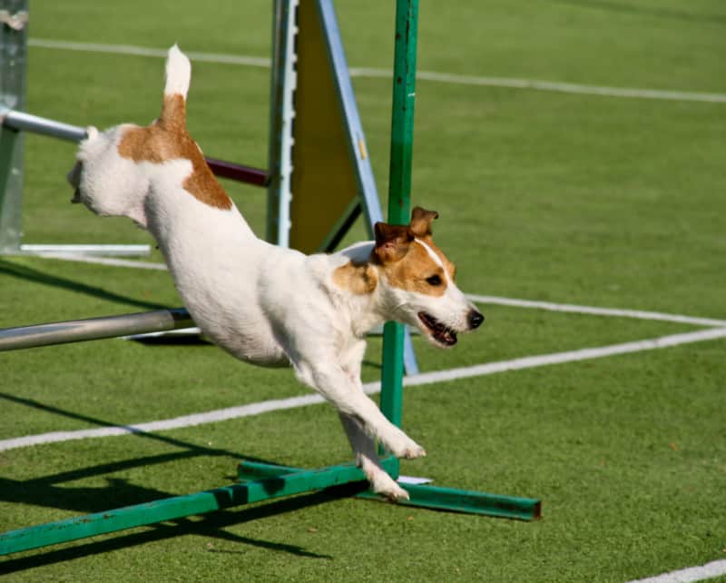 Happy dog ​​running an agility course
