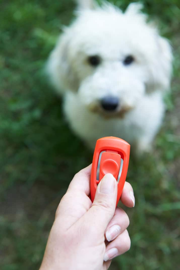 A pet owner trains a dog with a clicker