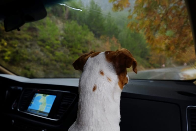 Cute young puppy Jack Russell Terrier with folded ears in the car, looking out the window at an autumn view with yellow leaves on the trees. 
