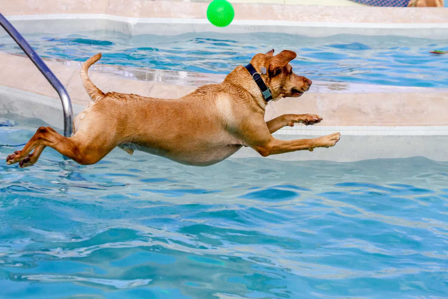 The yellow Labrador Retriever jumps into the pool to pick up a ball
