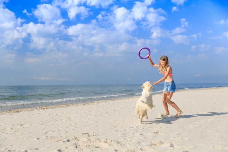 A girl is playing with a playful golden retriever on the beach