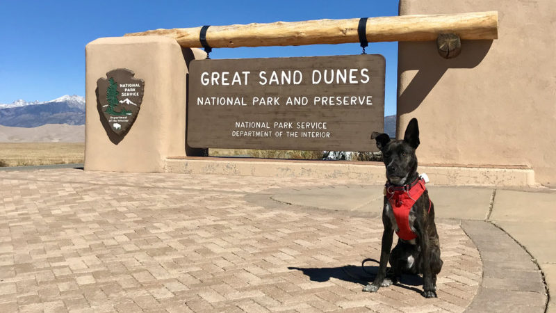 Tiger dog sits next to the sign for the Great Sand Dunes National Park in Colorado
