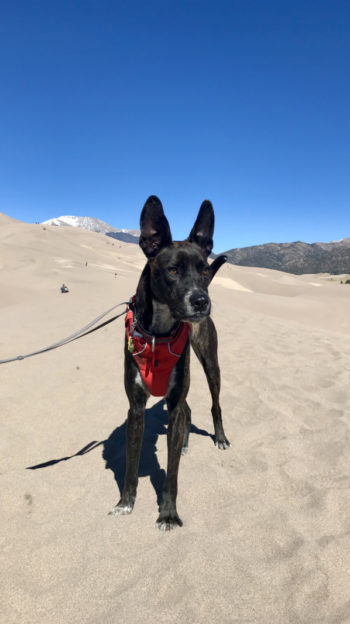 Dog in a red belt on the dunes in the Great Sand Dunes National Park in Colorado