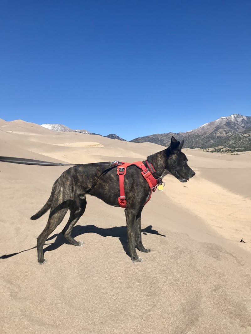 Tiger dog in a red belt watching sand sleds in the Colorado Great Sand Dunes National Park