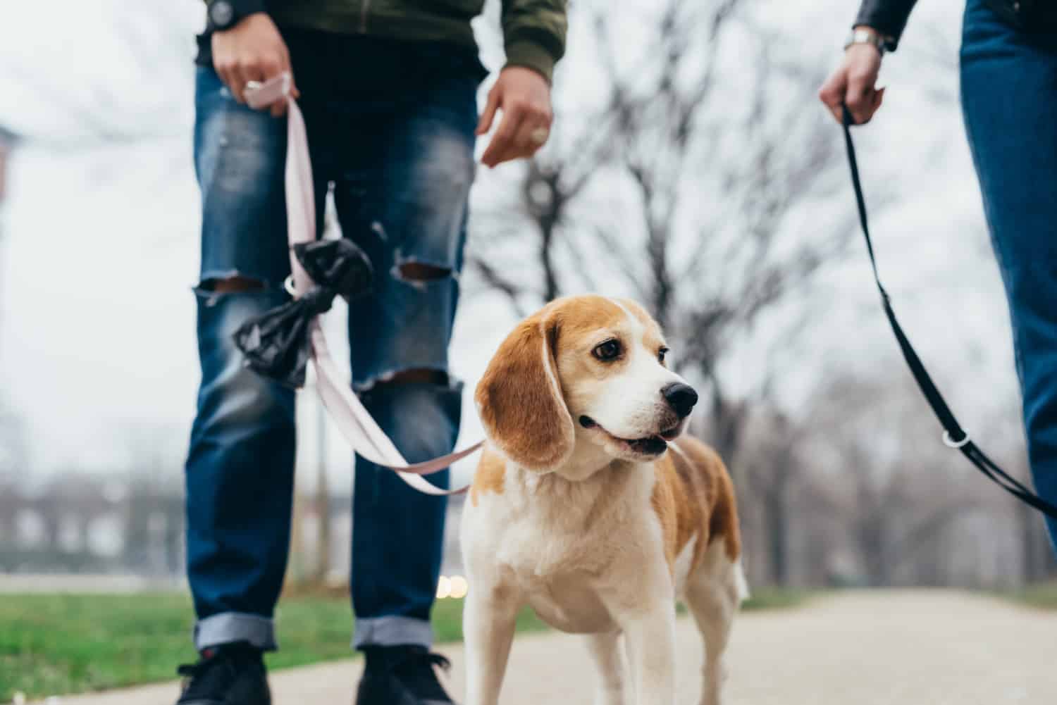 A young man on a city hike with his beagle