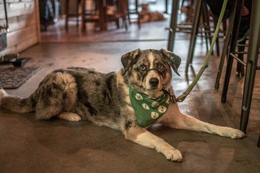 A gray and white dog lies on the floor in a brewery suitable for pets