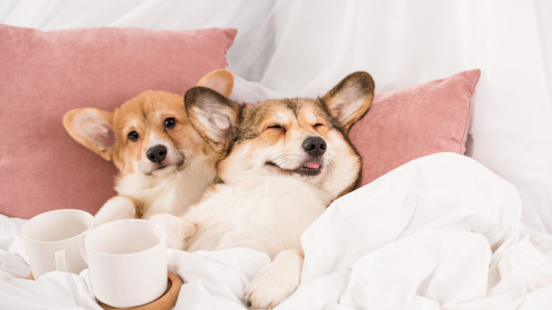 Two happy corgi dogs huddled in bed with a cup of tea.
