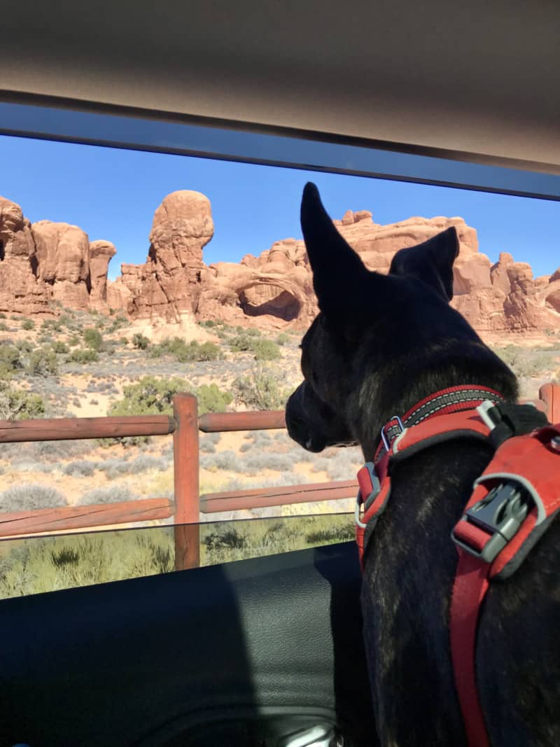 Tiger dog in red harness looking out of a car window at an arch in Arches National Park - Moab, Utah