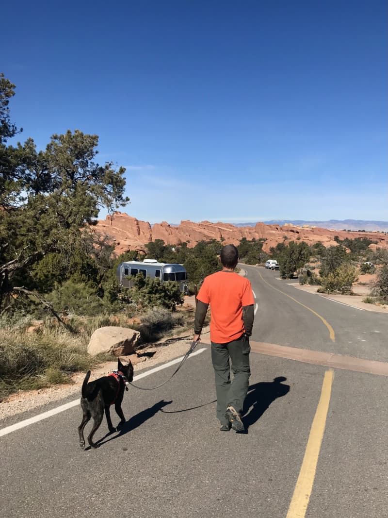 A man walking a tiger dog in a red belt on a paved road for camping in Arches National Park - Moab, Utah