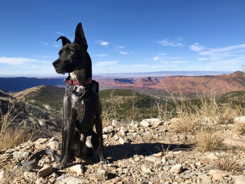A bridle dog looks into the distance with a red rock formation in the background near Moab, Utah