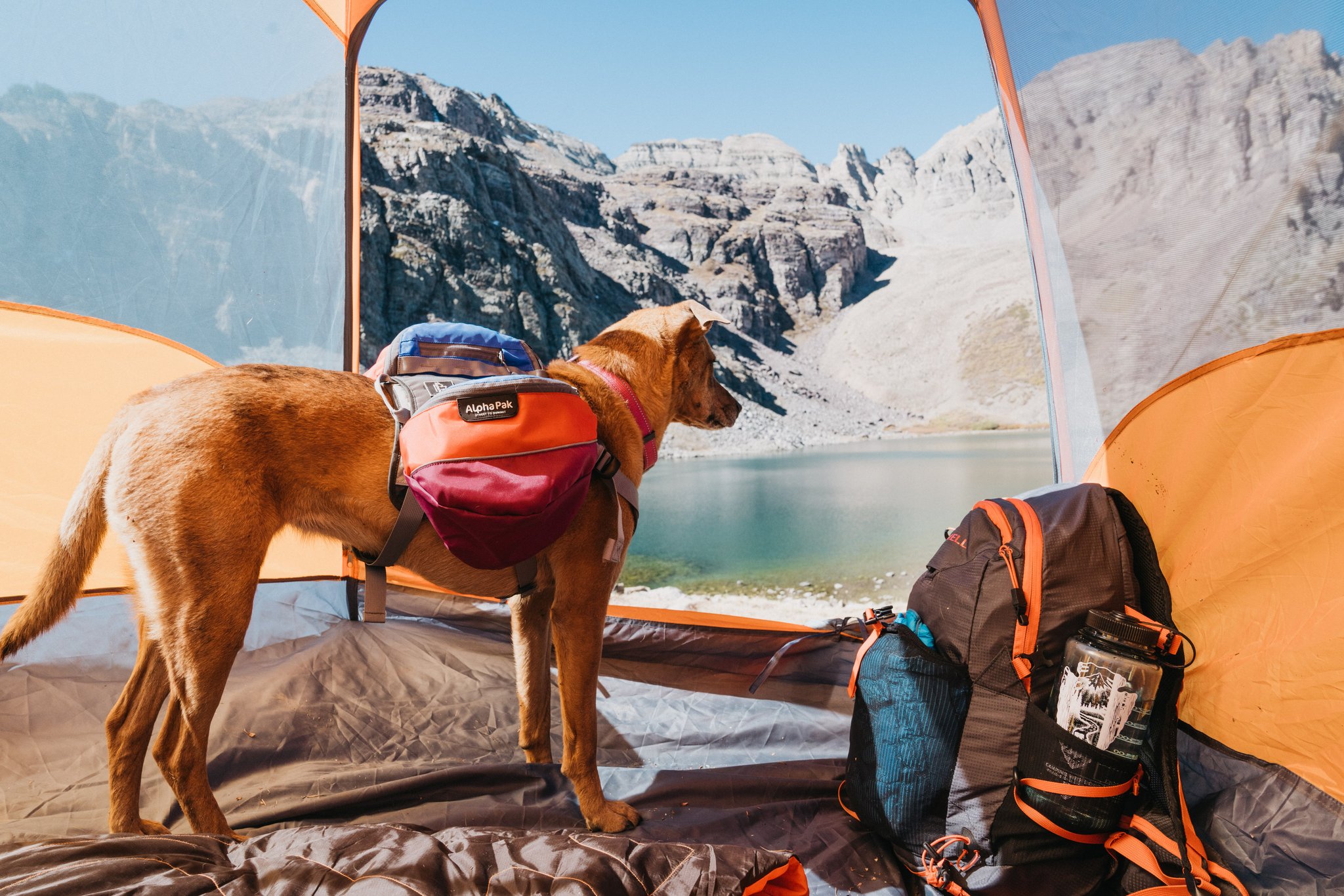 Dog in a tent on Lake Cathedral
