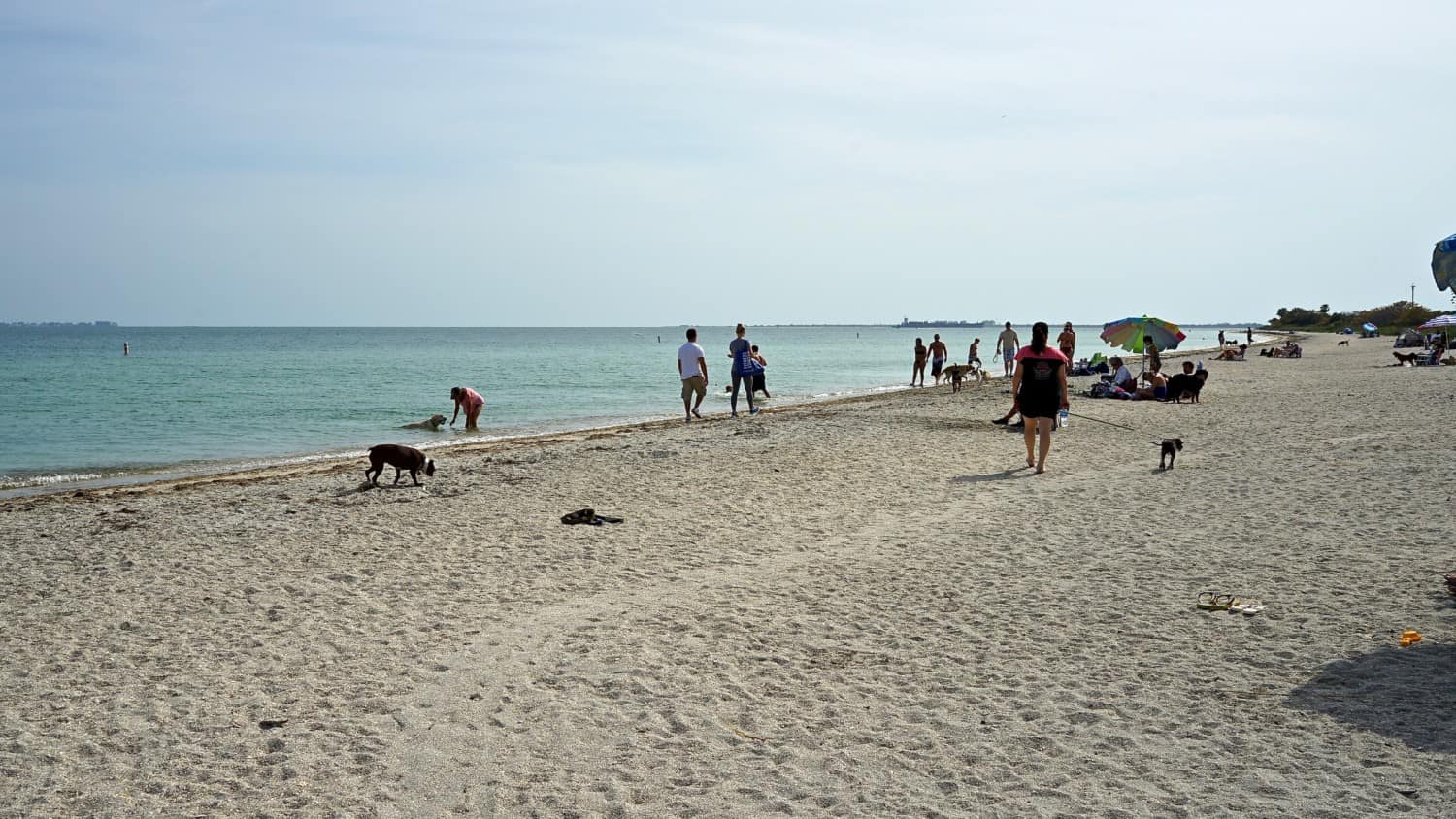 The best attraction in Florida suitable for pets: Fort De Soto Park and dog beach |  GoPetFriendly.com