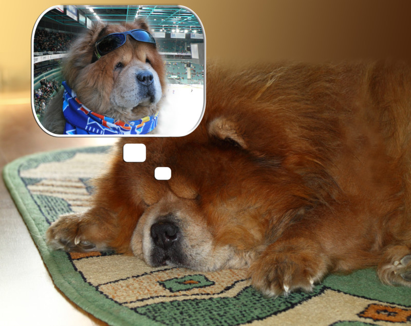 Red Chow-Chow dog dreams of being a hockey game suitable for dogs