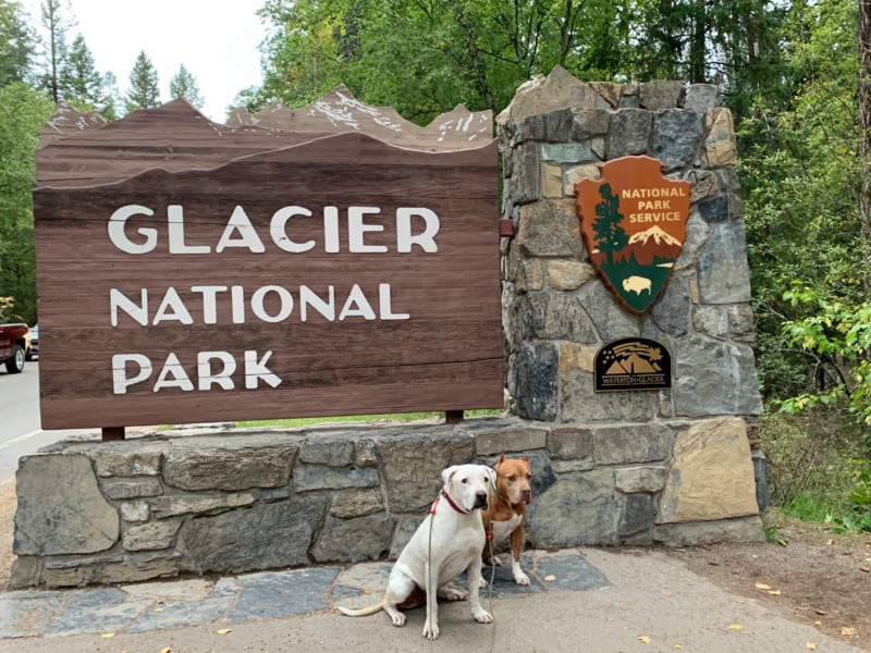 Two dogs sit in front of a stone and wooden sign to enter Glacier National Park in Montana.