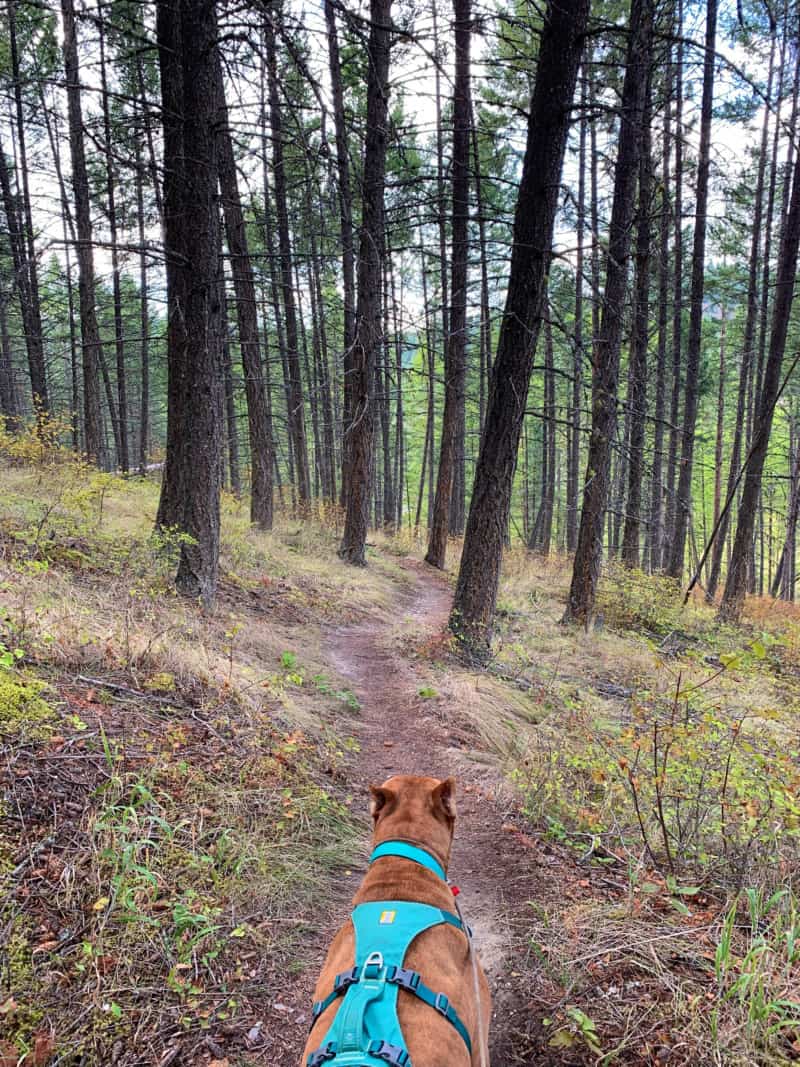 A brown dog walks along a path among pine trees in Flathead National Forest in Montana