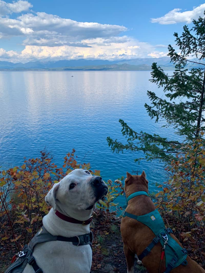 White dog and brown dog in front of Flathead Lake, Montana