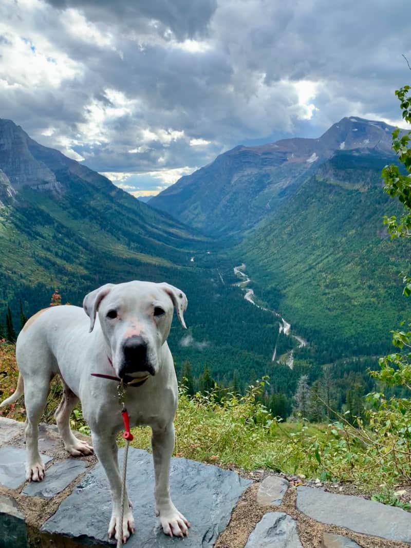 A white dog facing mountain and river views in Glacier National Park, Montana