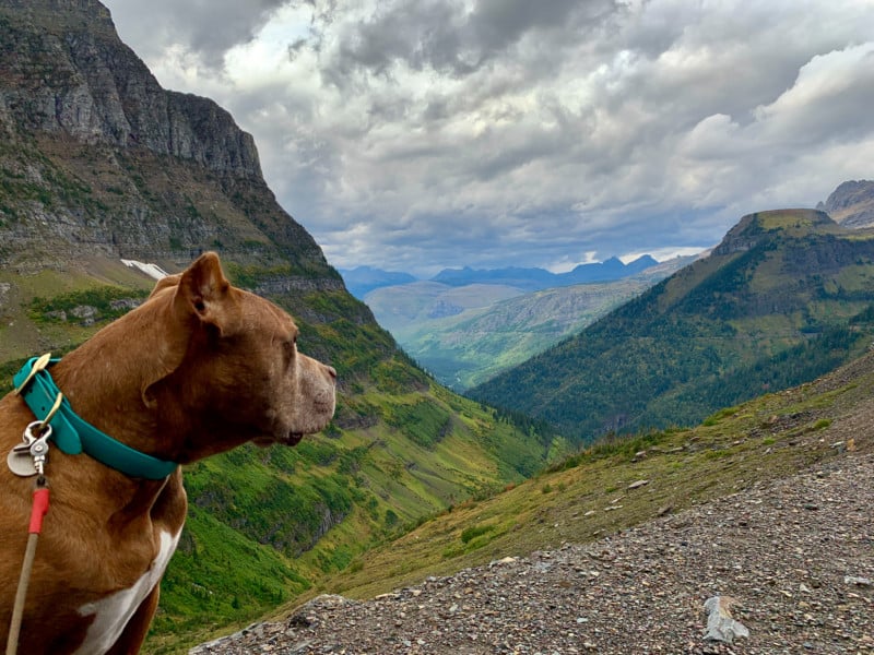 A brown dog facing the mountains in Glacier National Park, Montana