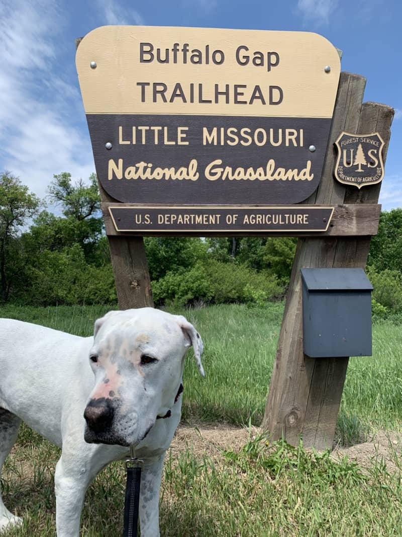 White Dog next to the sign for Buffalo Gap Trailhead, Little Missouri Grasslands, North Dakota