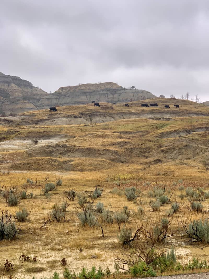 A herd of buffalo on a hill in Theodore Roosevelt National Park