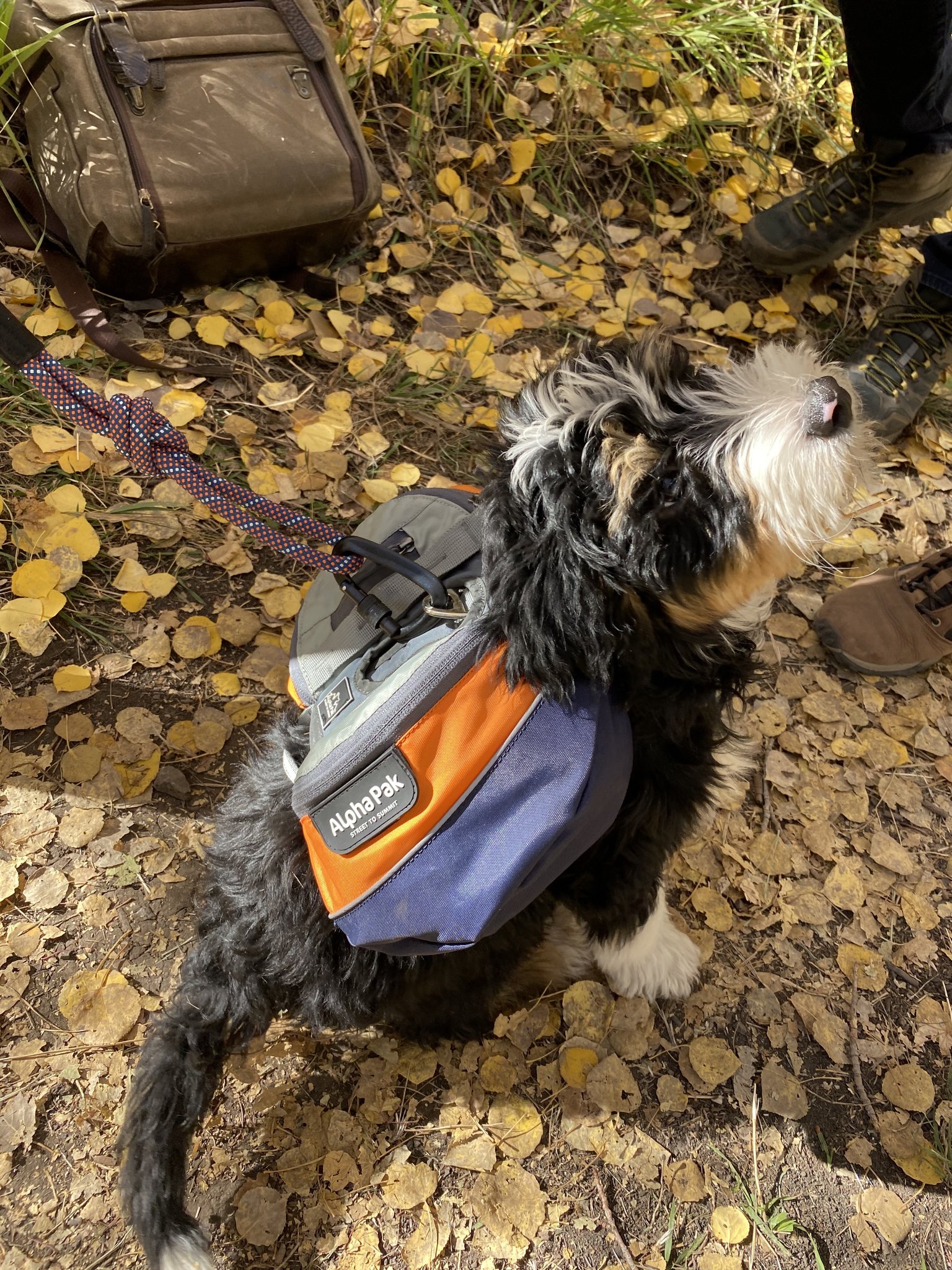 Bernedoodle puppy dressed in an Alpha Pak dog pack