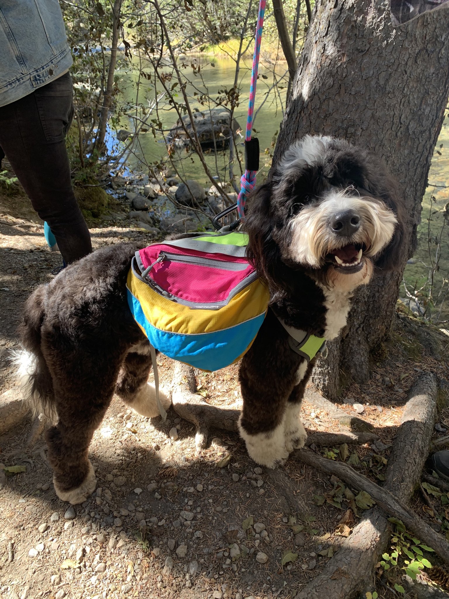 Bernedoudle wearing an Alpha Pak dog backpack