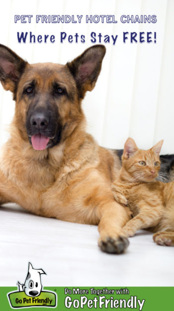 A German Shepherd and an orange kitten lie together on a white background