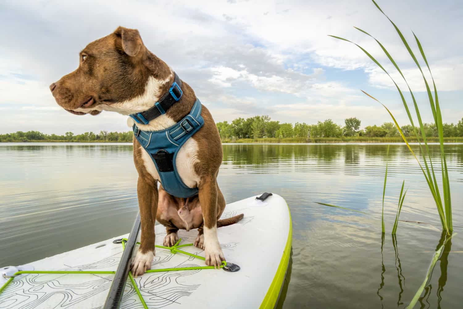Pitbull travels on a paddle board