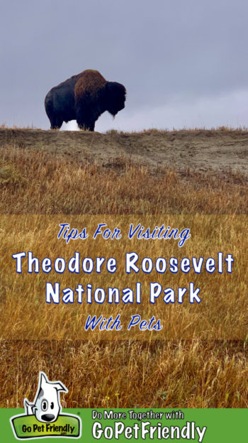 Bison standing on a grassy hill in Theodore Roosevelt National Park - Medora, North America