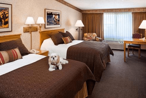 A small white dog lies on a bed in a hotel room suitable for pets