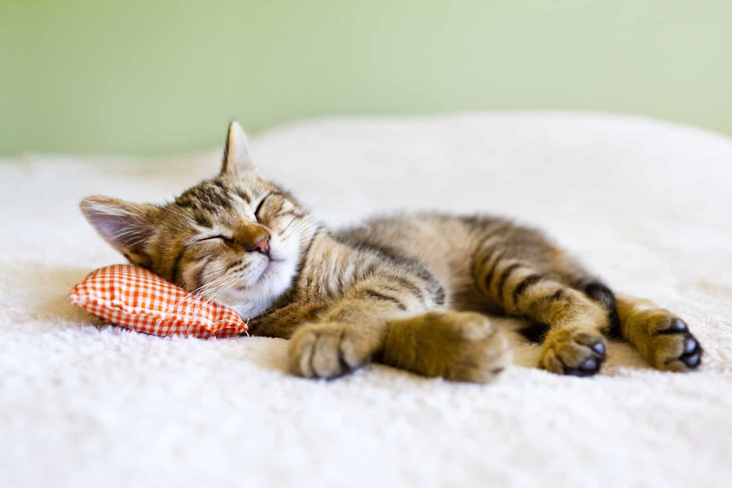 A little kitten is sleeping on a pillow