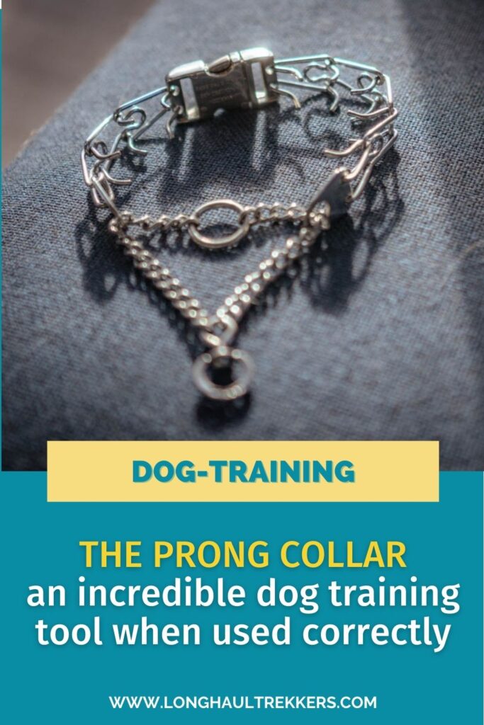 Tooth collar: an amazing tool for training dogs when used properly
