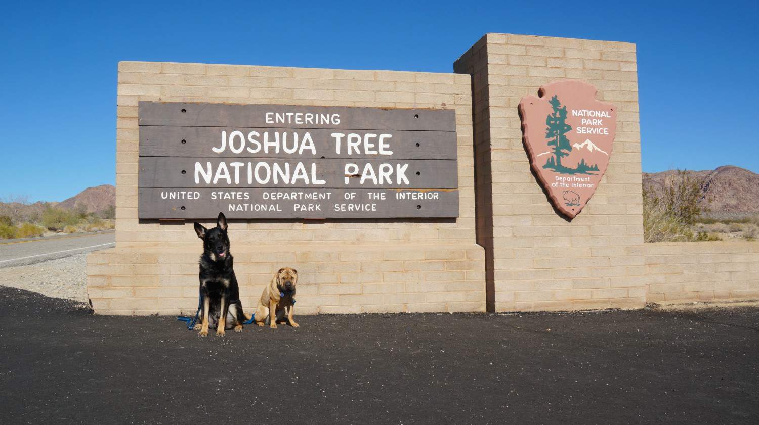 Buster and Ty in Joshua Tree National Park - Palm Springs, California